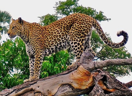 Pali Leapord Safari-The Eventor