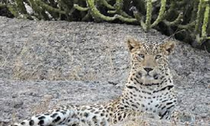 Ranakpur Wildlife Safari-Godwar Circuit Rajasthan- The Eventor